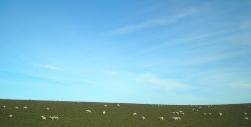 Sheep in rural England